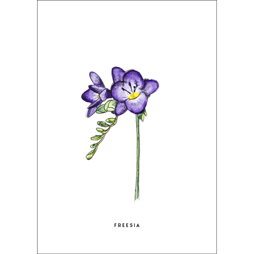 Postcard Flower Freesia - 10 pieces